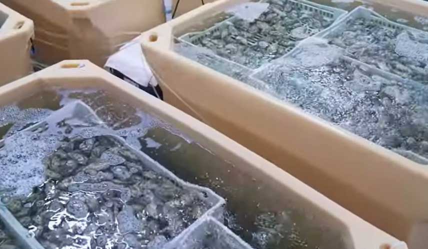 臭氧在貝類凈化中的應(yīng)用研究